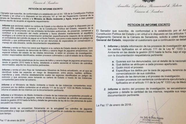 Piden Informe A Fiscalia Y Min Medio Ambiente Sobre Trafico De Colmillos De Jaguar Oxigeno Digital