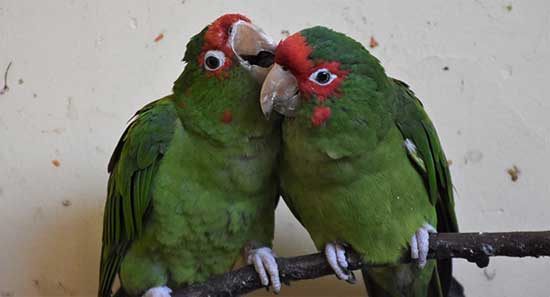 loros-gob.jpg