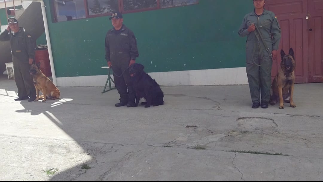 perritos_adiestrados.jpg